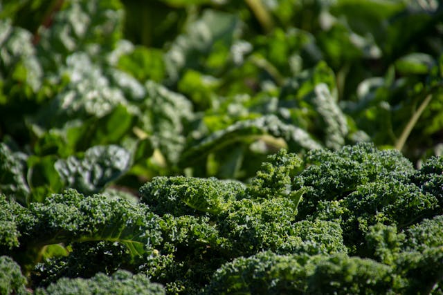 Broccoli: un superaliment pentru fumători